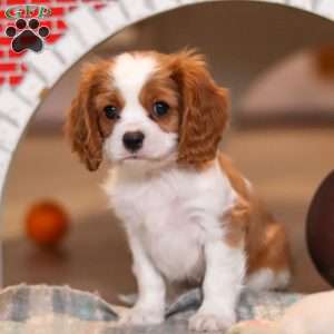 Pepper, Cavalier King Charles Spaniel Puppy